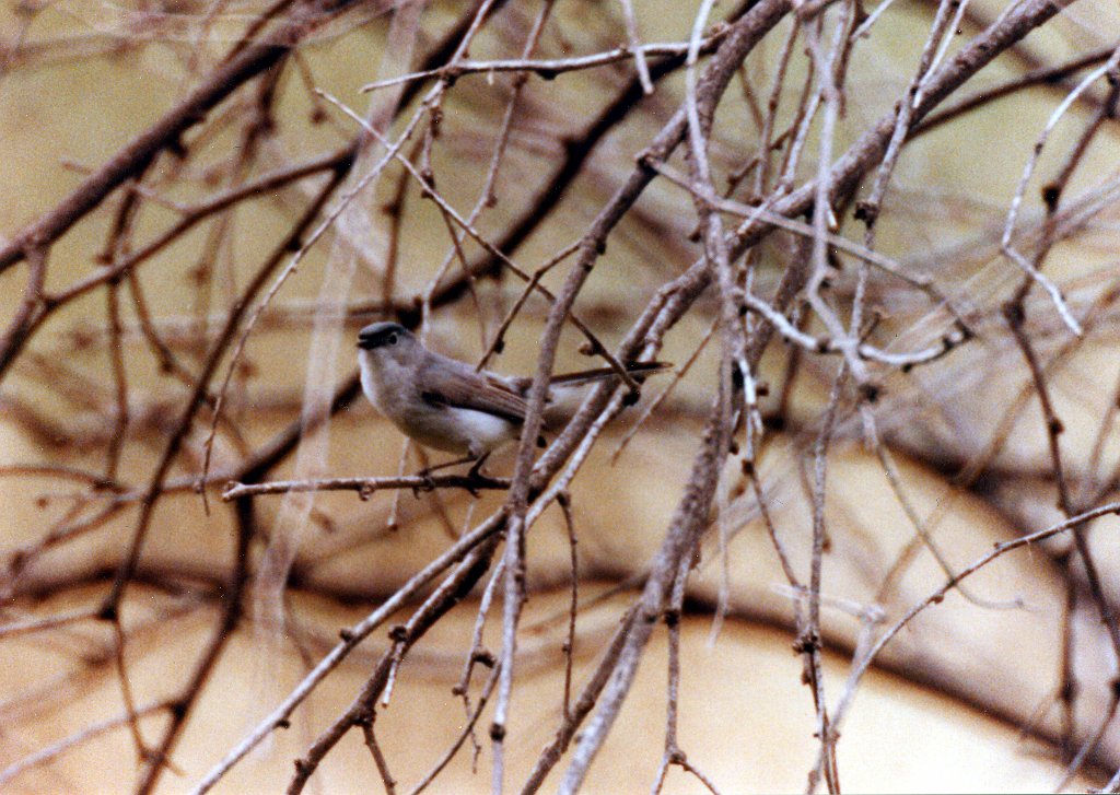 Gnatcatcher, Black-tailed 1, abc B01P40I05.jpg - Black-tailed Gnatcatcher